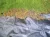 Szőtt talajtakaró szövet, Strend Pro Garden H1107, 2,1 x 100 m, fekete, 100 g/m2, gyökérgátló